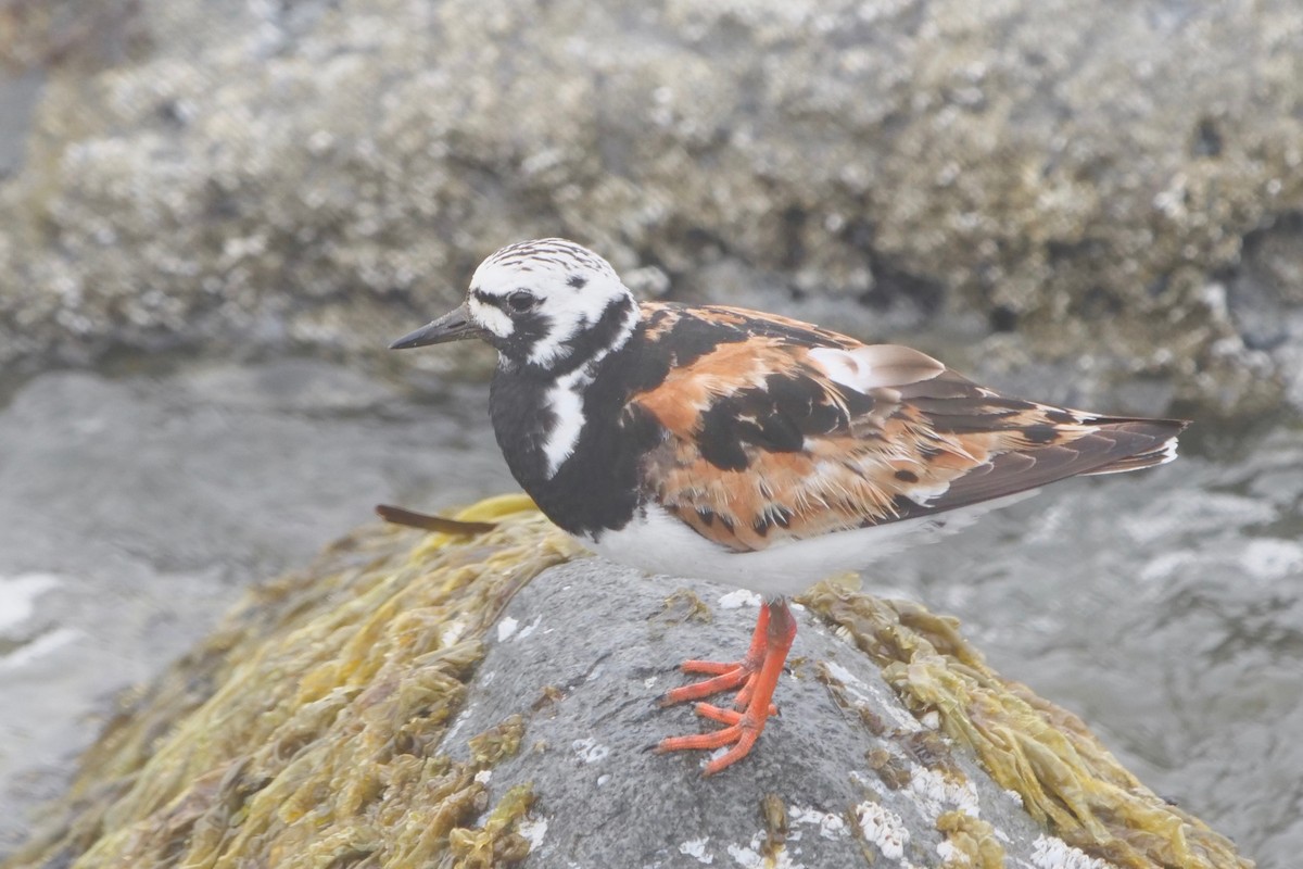 Ruddy Turnstone - ML364114051