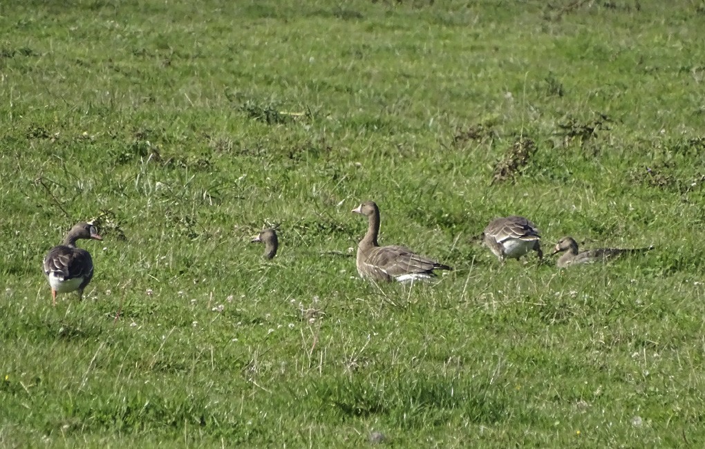 Greater White-fronted Goose - Nancy Overholtz