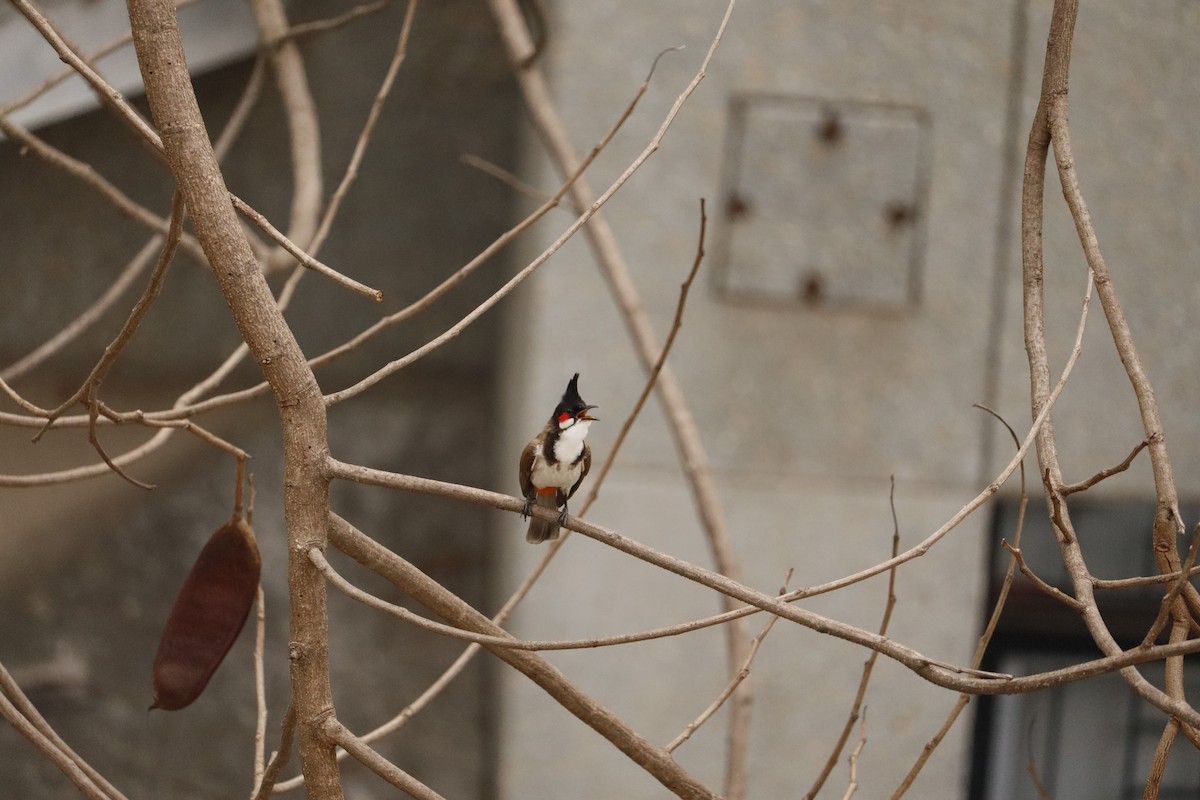 Red-whiskered Bulbul - ML364114861