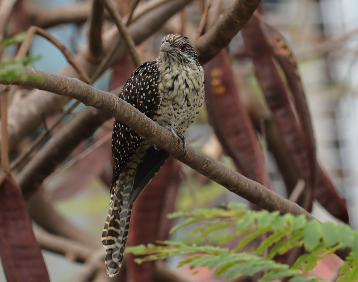 Asian Koel - ML364115301