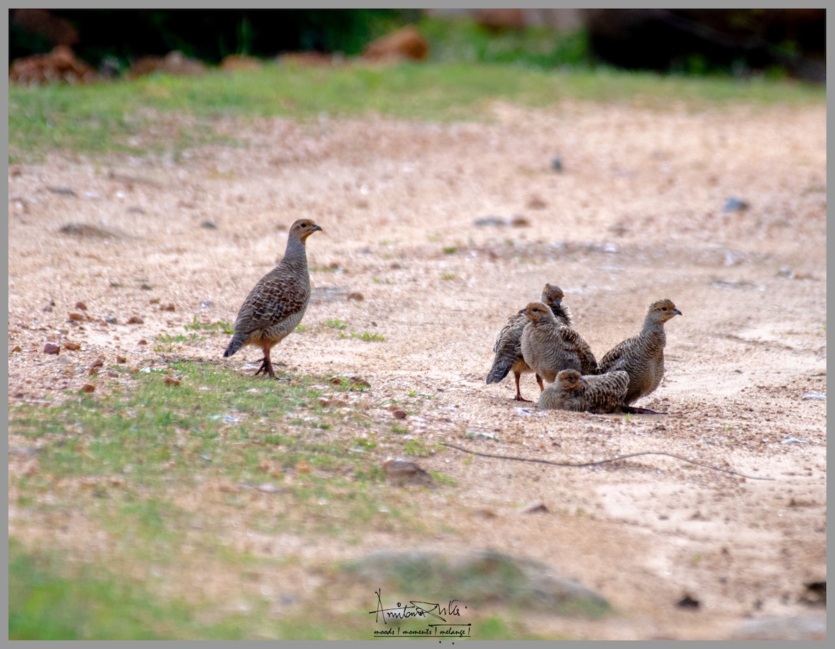 Gray Francolin - ML364115971