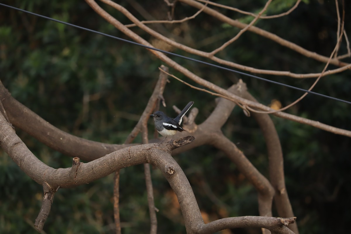 Oriental Magpie-Robin - ML364116391