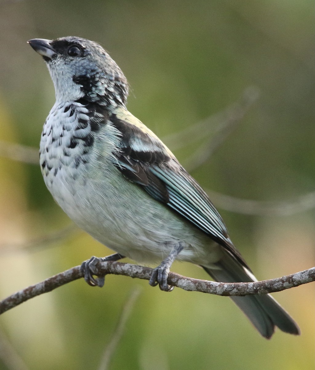 Azure-rumped Tanager - Connie Lintz