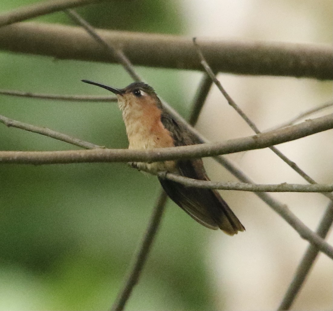 kolibřík pestroocasý - ML364116911