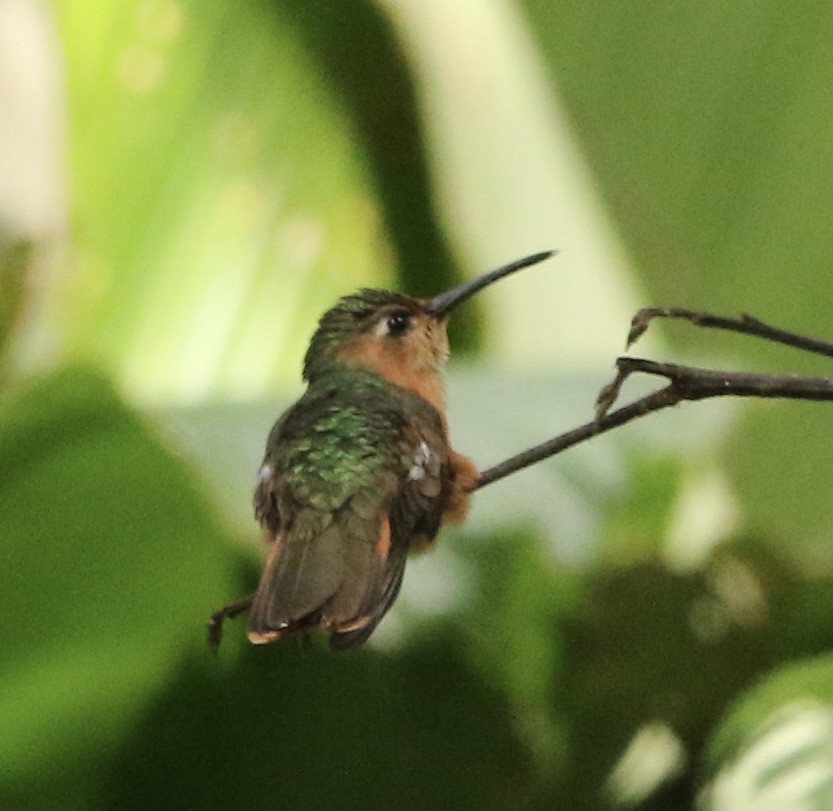 kolibřík pestroocasý - ML364116921