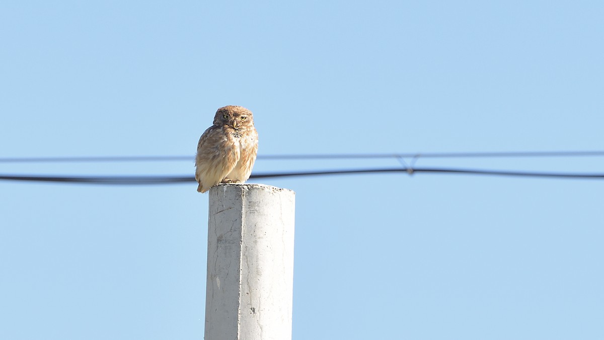 Little Owl - ML364117721