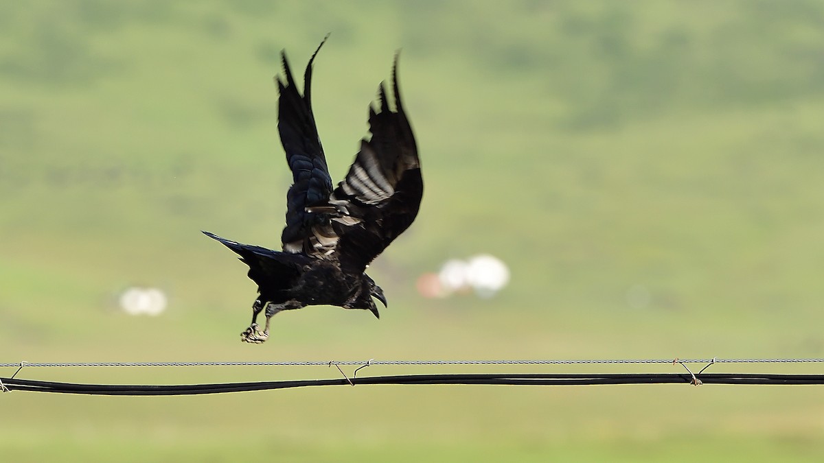 Common Raven - ML364117851