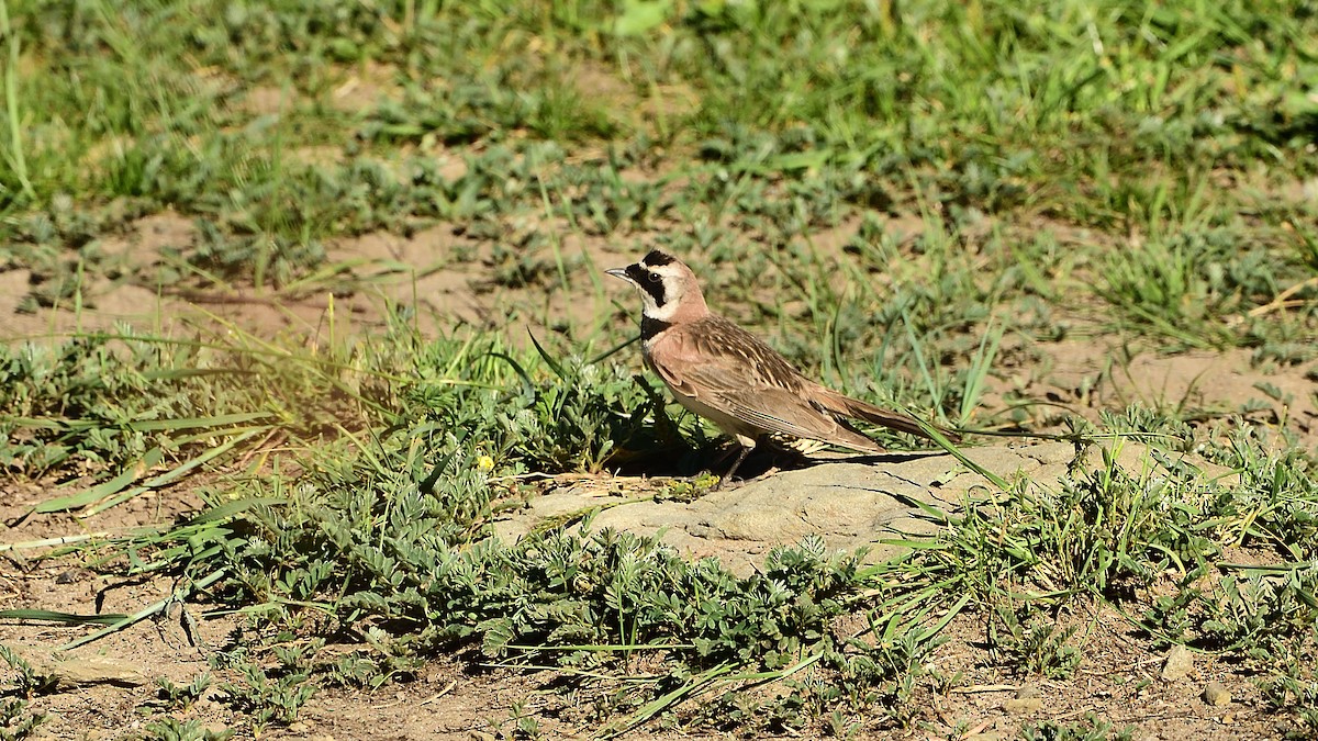 Horned Lark - ML364117931