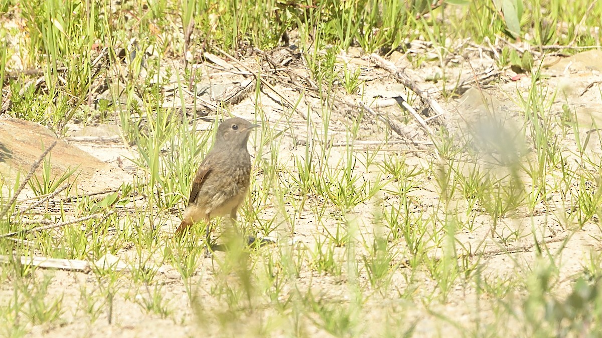 Black Redstart - ML364117961