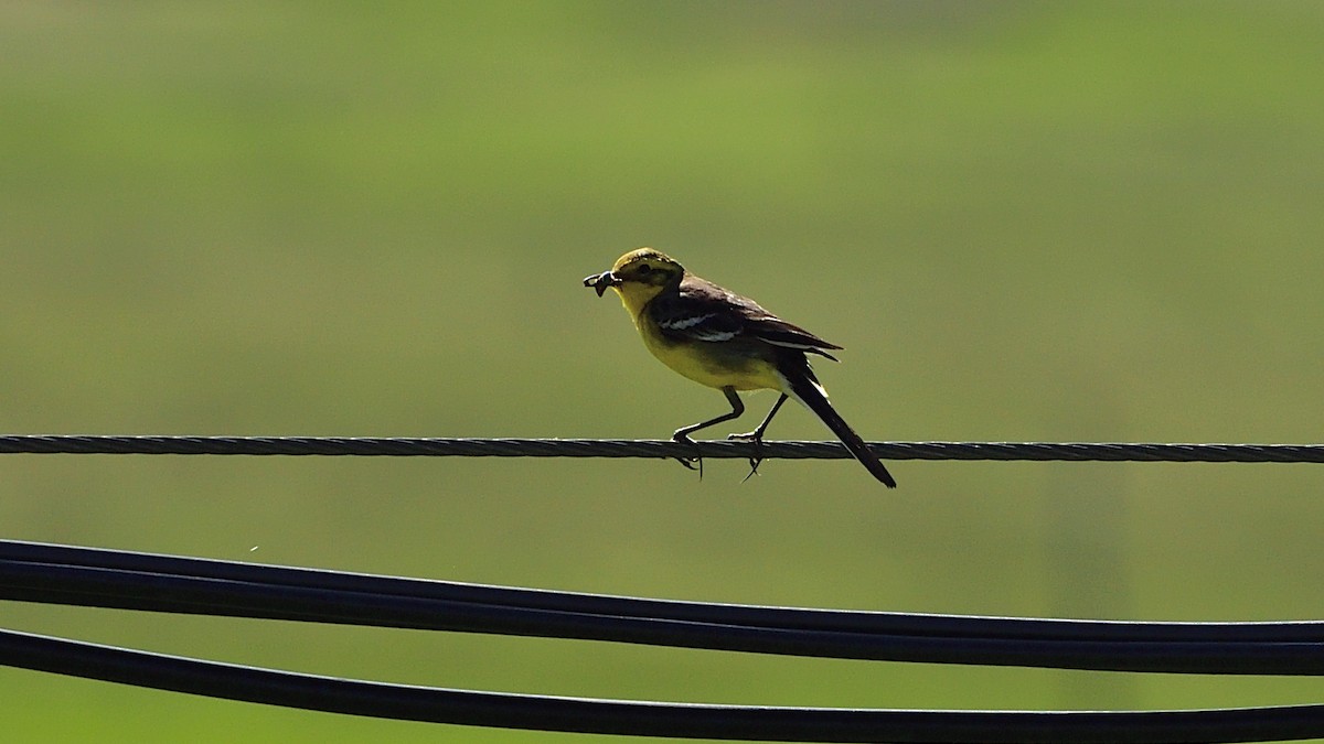 Citrine Wagtail - ML364118021