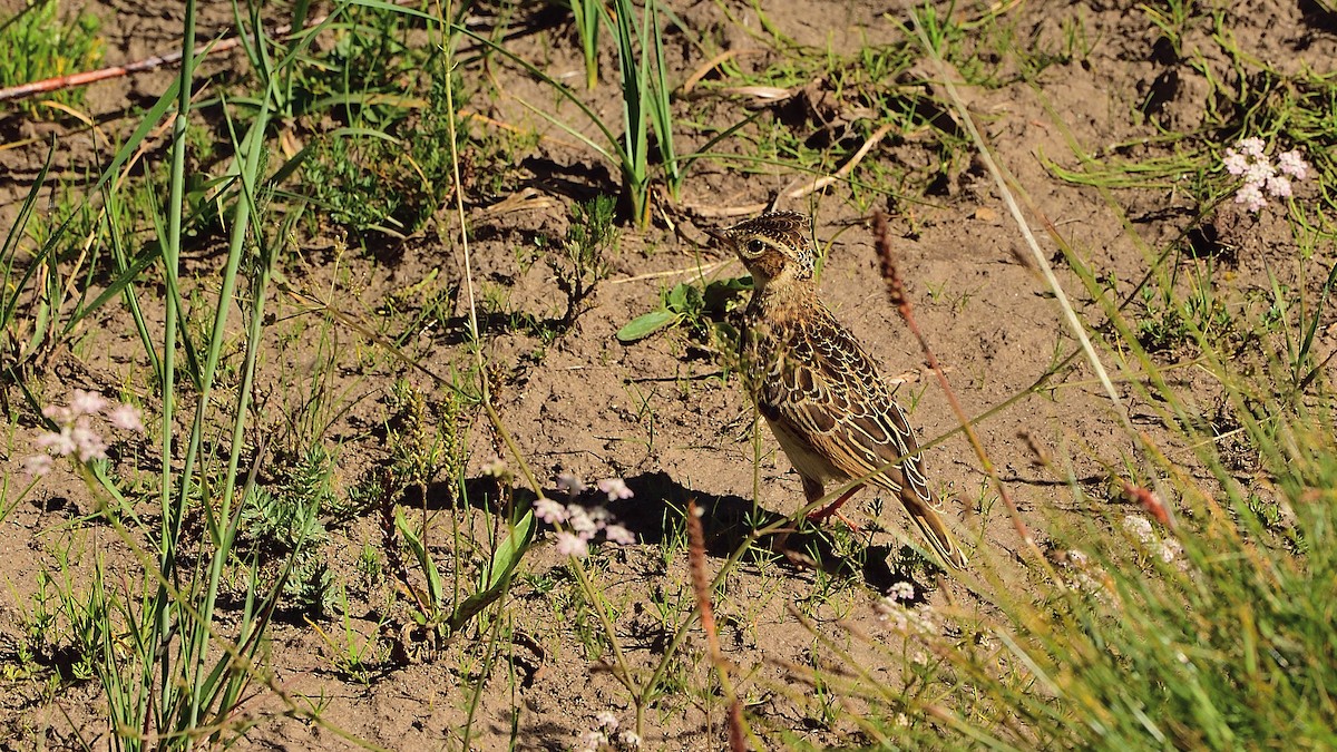 Oriental Skylark - ML364118041