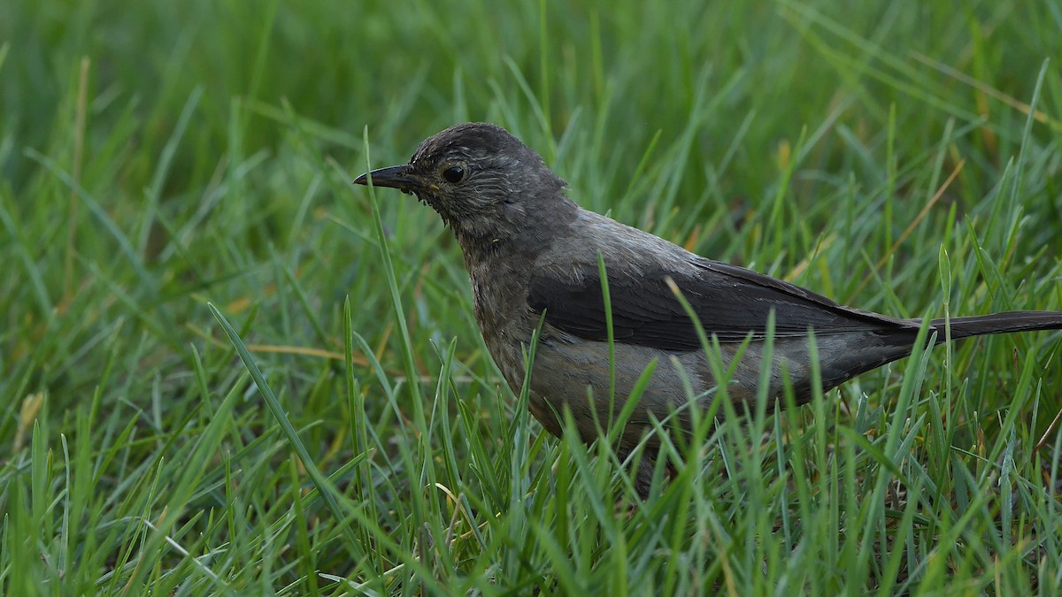 White-backed Thrush - ML364118071