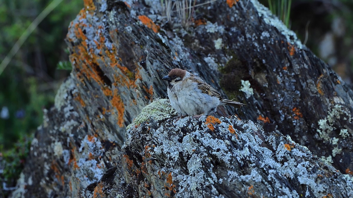 Eurasian Tree Sparrow - xiwen CHEN