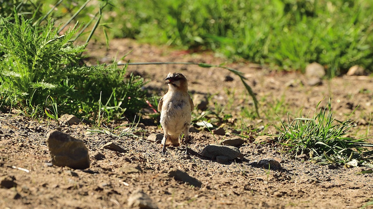 Rufous-necked Snowfinch - ML364118161