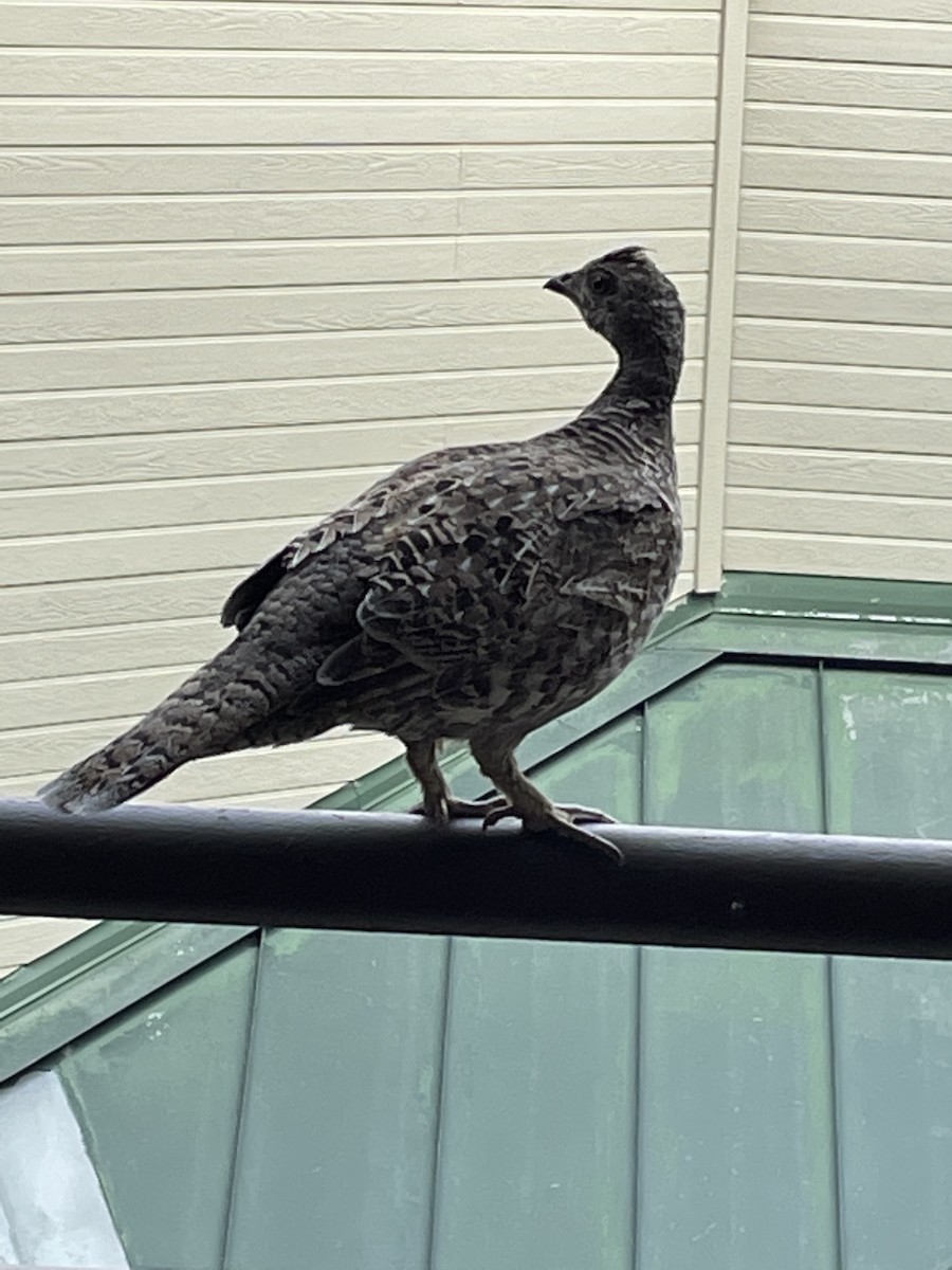 Sooty Grouse - ML364118531