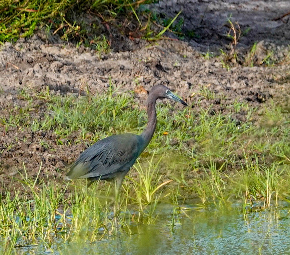 Little Blue Heron - ML364119441