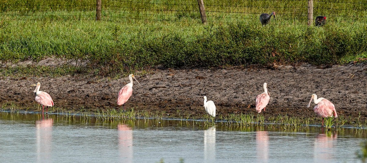 Roseate Spoonbill - ML364119521