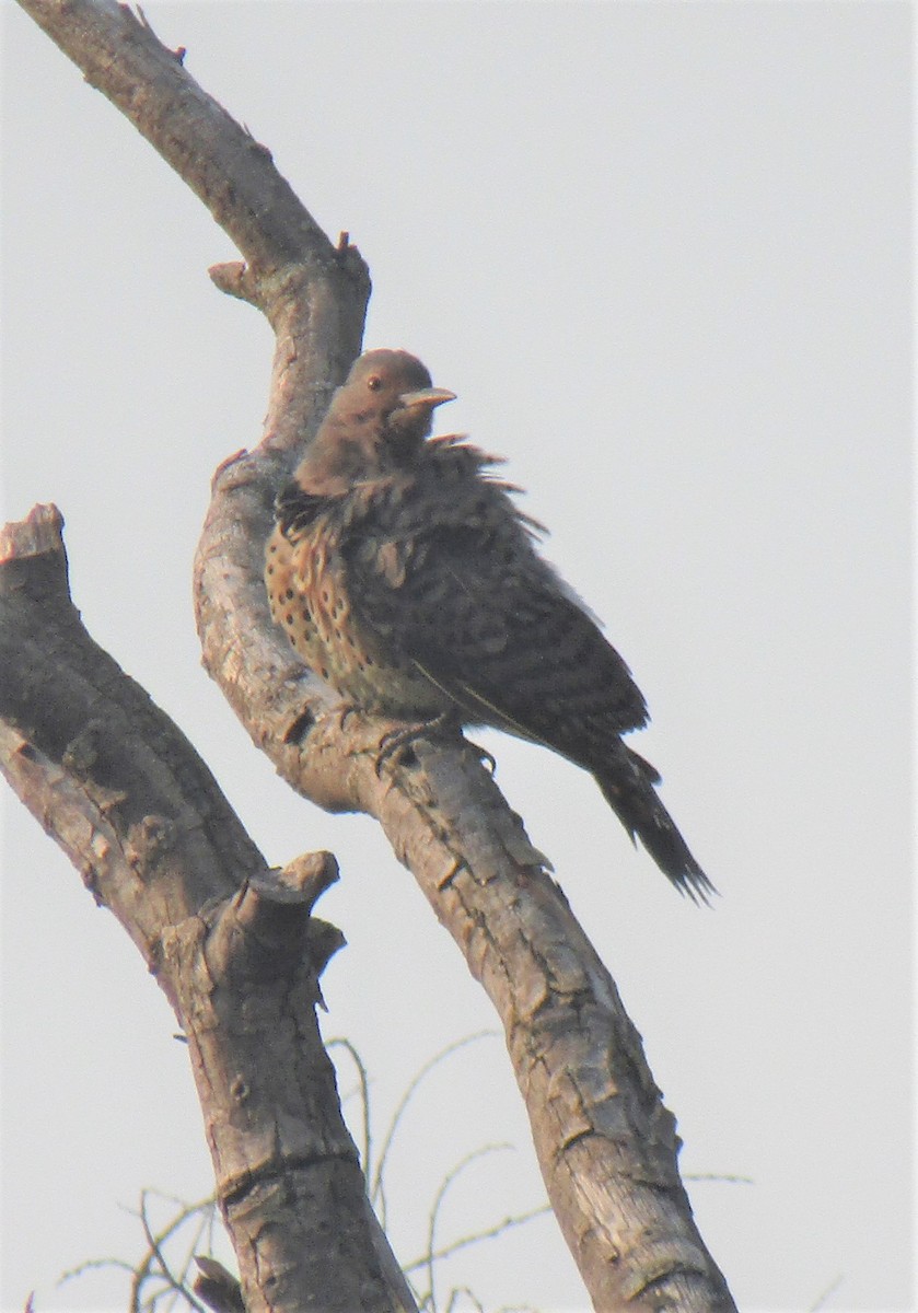 Northern Flicker - ML364121281