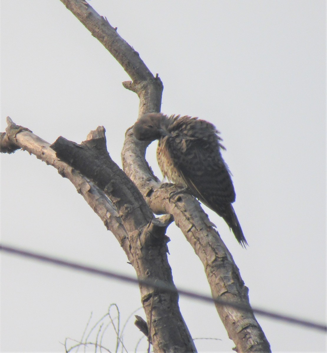 Northern Flicker - ML364121351