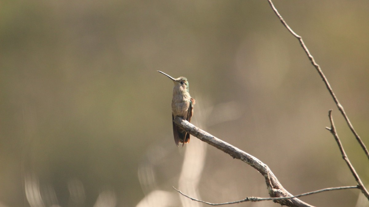 Rivoli's Hummingbird - ML364122051