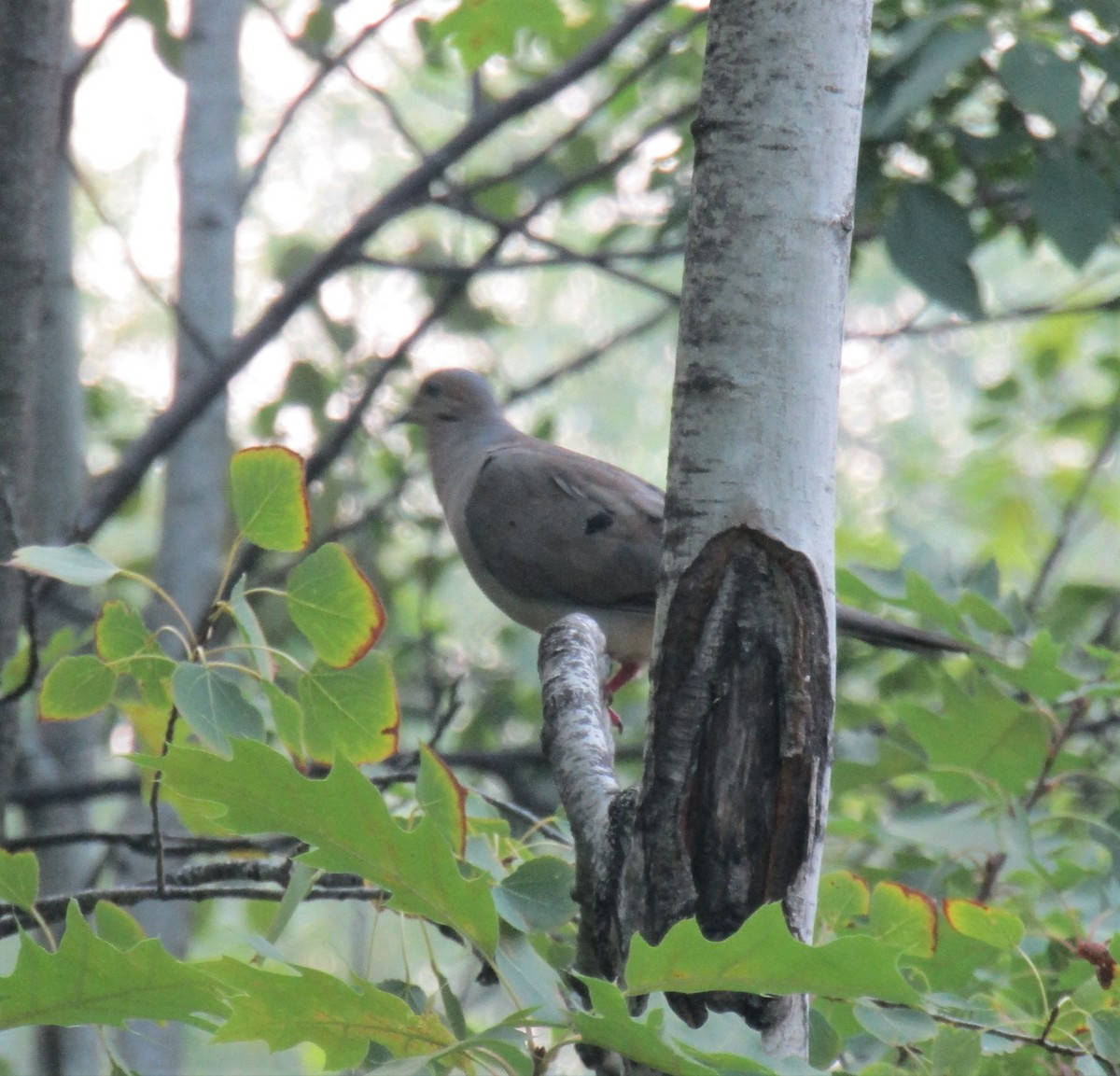 Mourning Dove - ML364122231