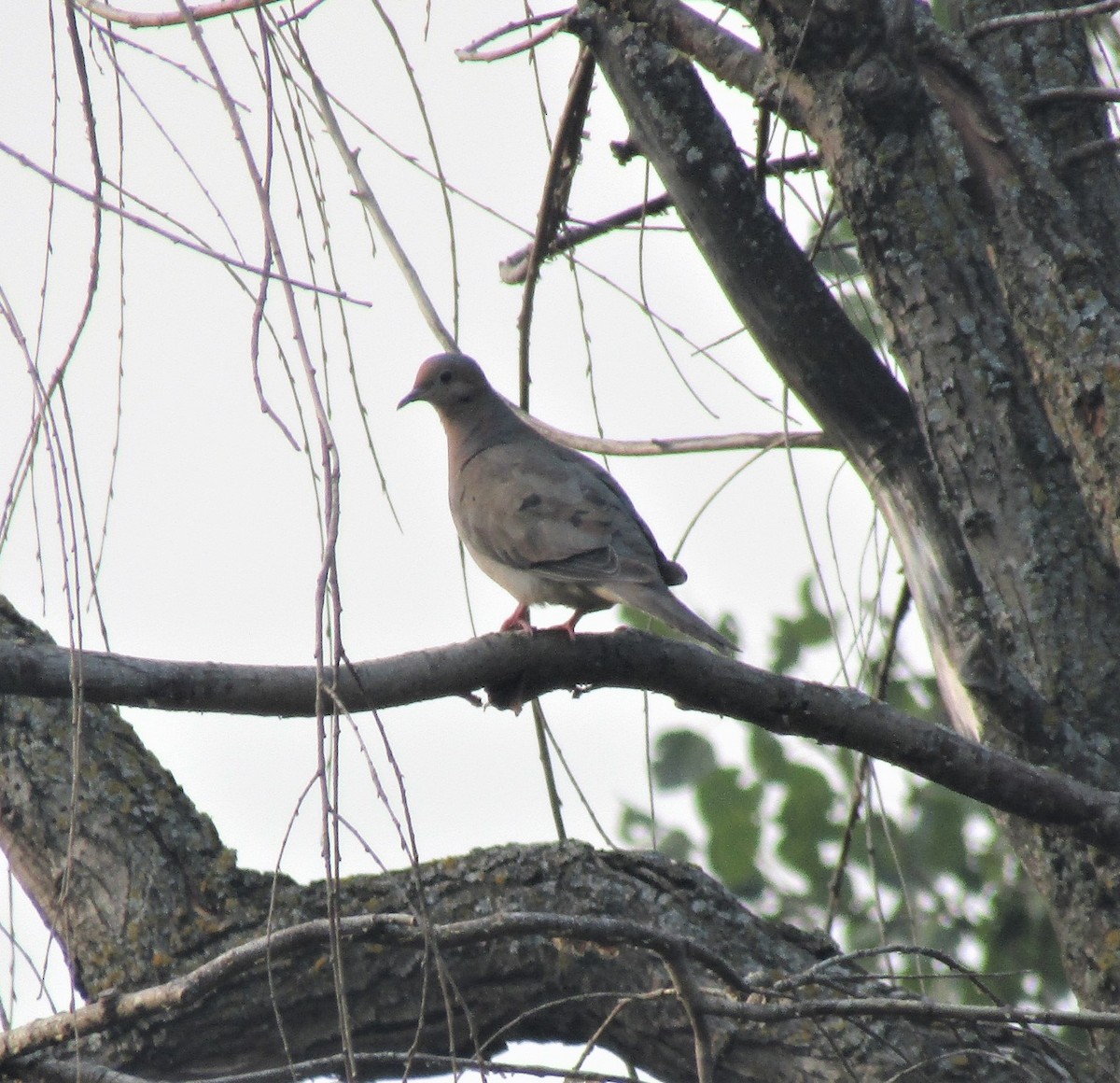 Mourning Dove - ML364122261