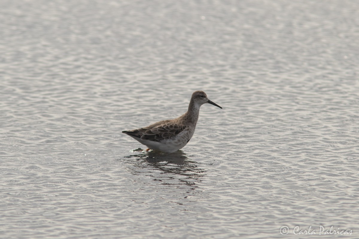 流蘇鷸 - ML364122821