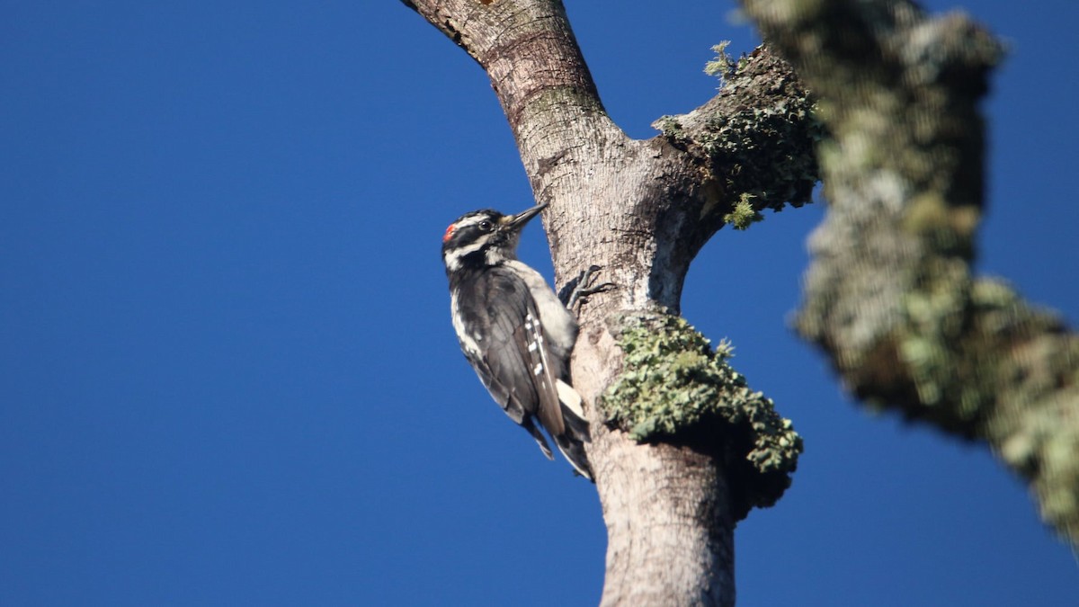 Hairy Woodpecker - ML364122991