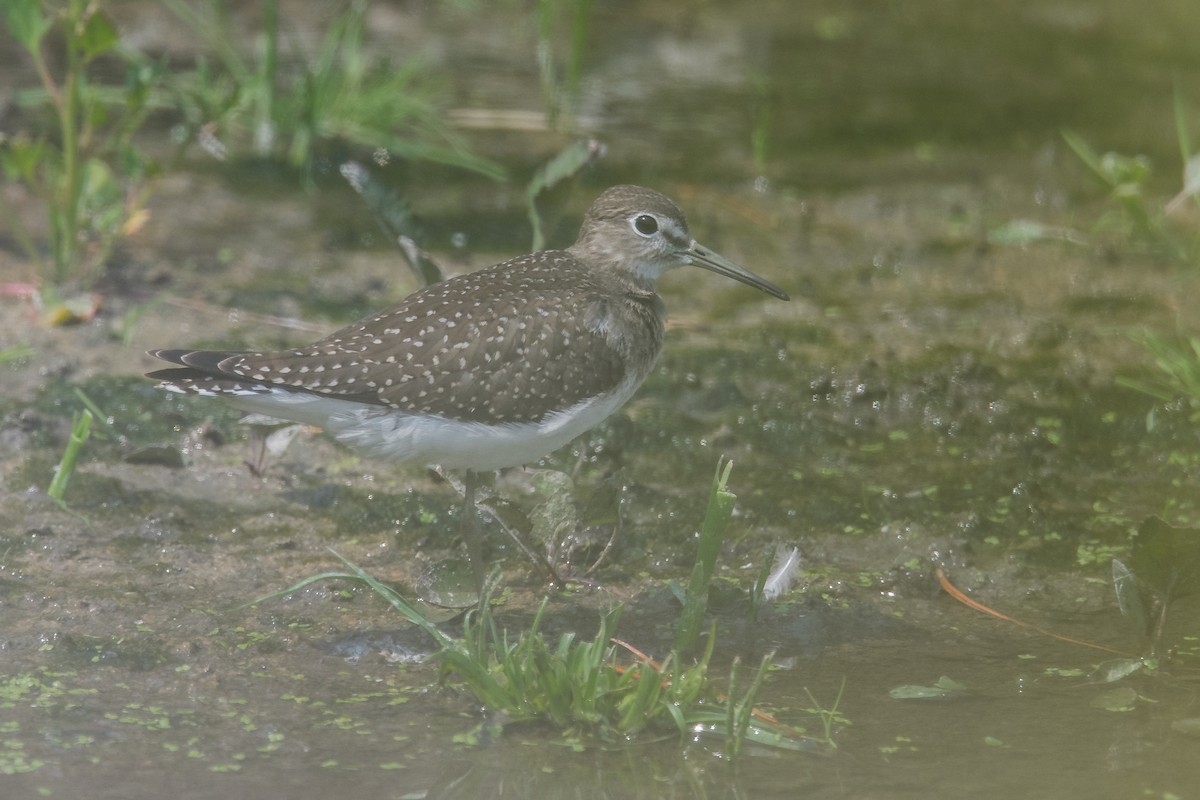 Solitary Sandpiper - ML364123531