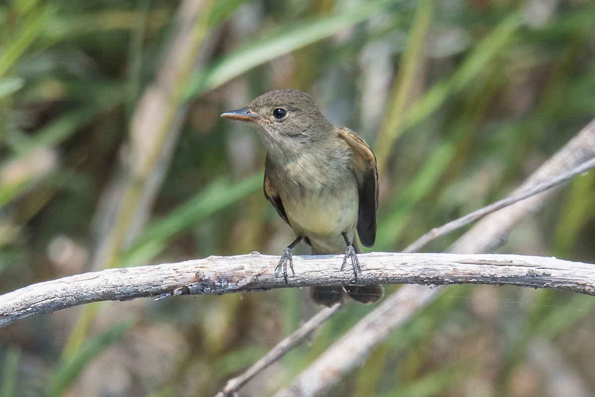 Willow Flycatcher - Jeff Bleam