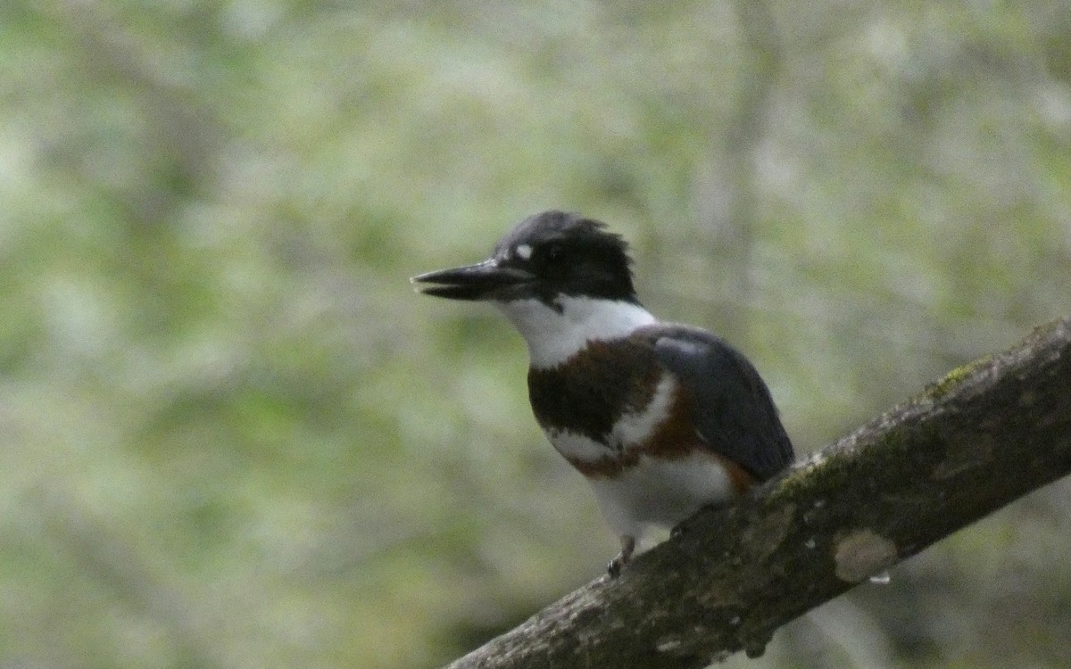 Belted Kingfisher - ML364124991