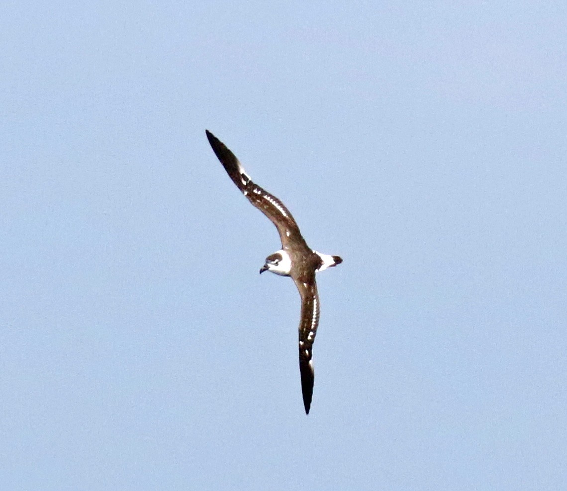 Black-capped Petrel - ML364125241