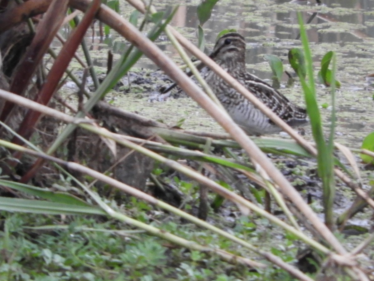 Pantanal Snipe - ML364132611