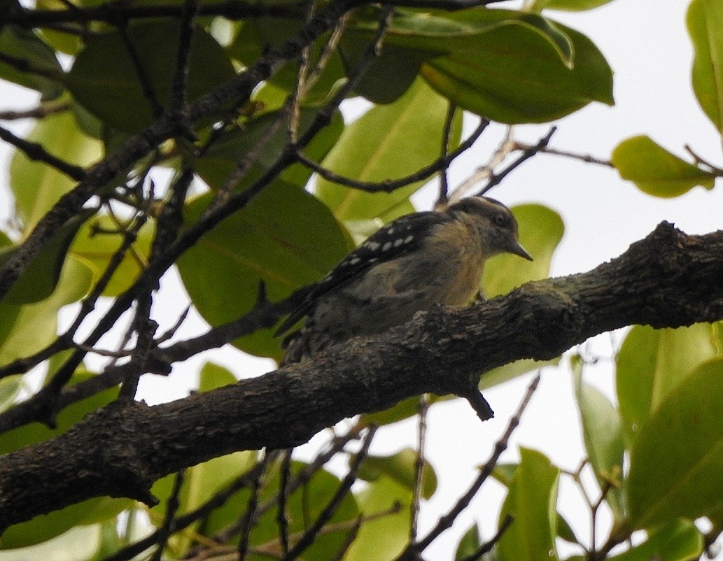 Brown-capped Pygmy Woodpecker - ML364134321