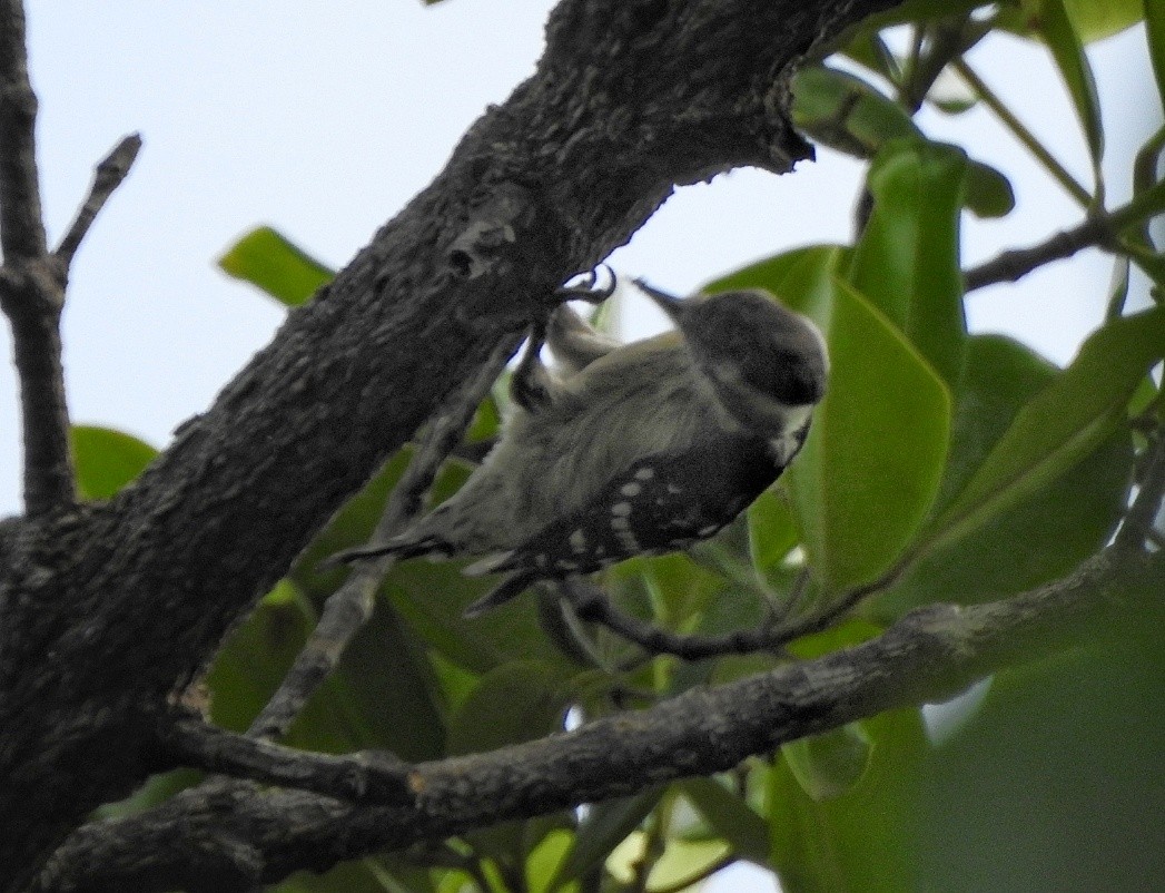 Brown-capped Pygmy Woodpecker - ML364134331