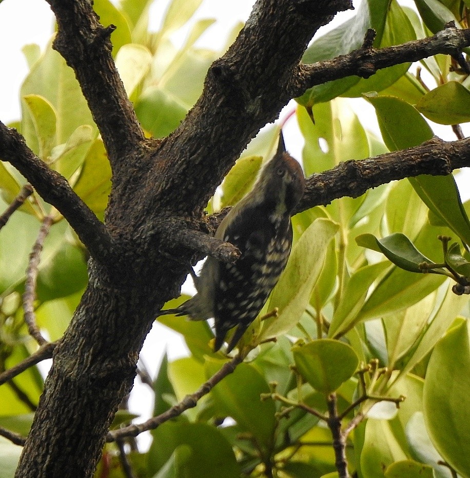 Brown-capped Pygmy Woodpecker - ML364134341