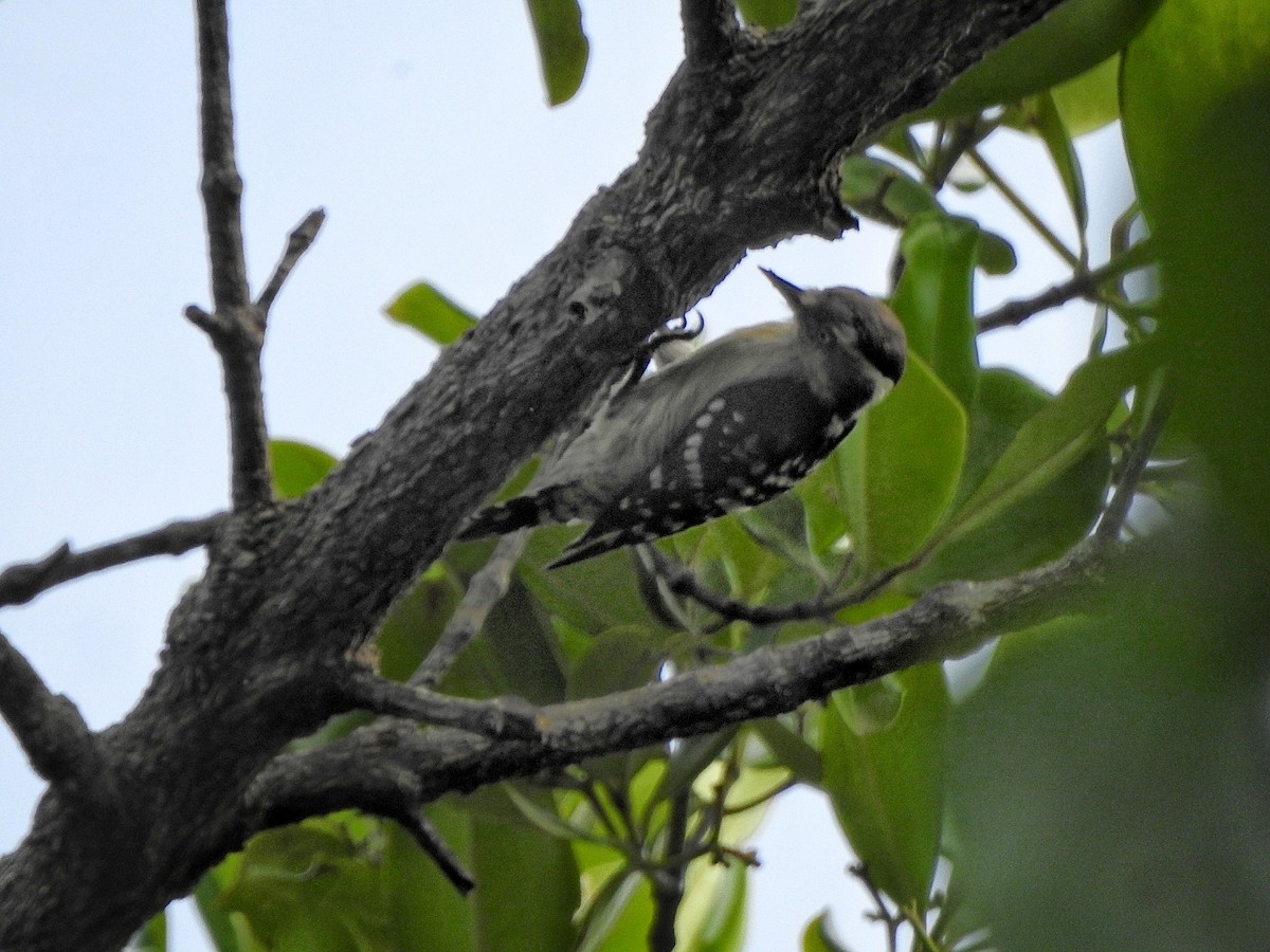 Brown-capped Pygmy Woodpecker - ML364134411