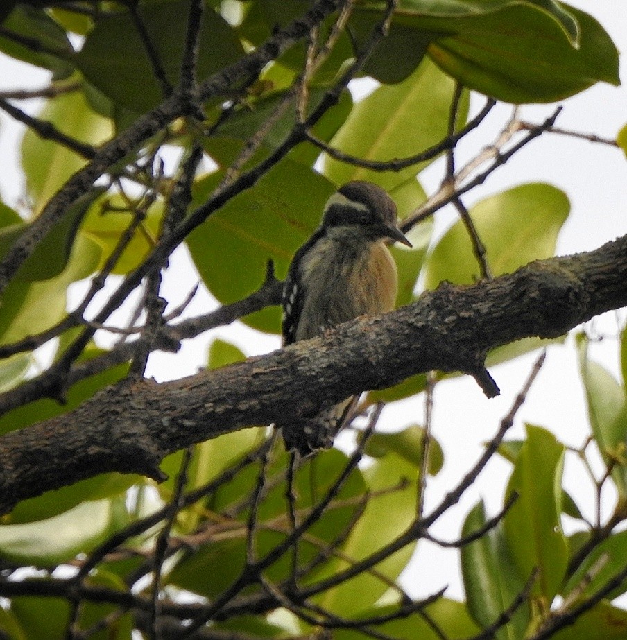 Brown-capped Pygmy Woodpecker - ML364134441