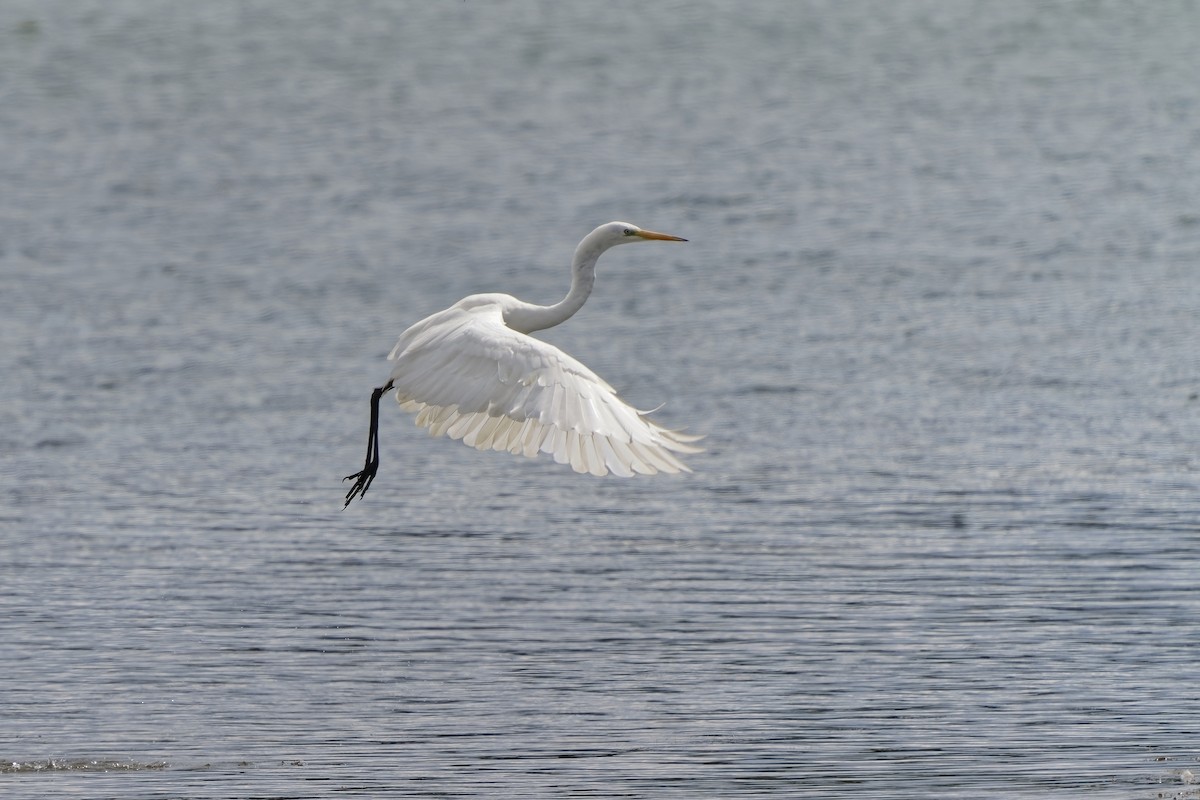 Great Egret - Holger Teichmann