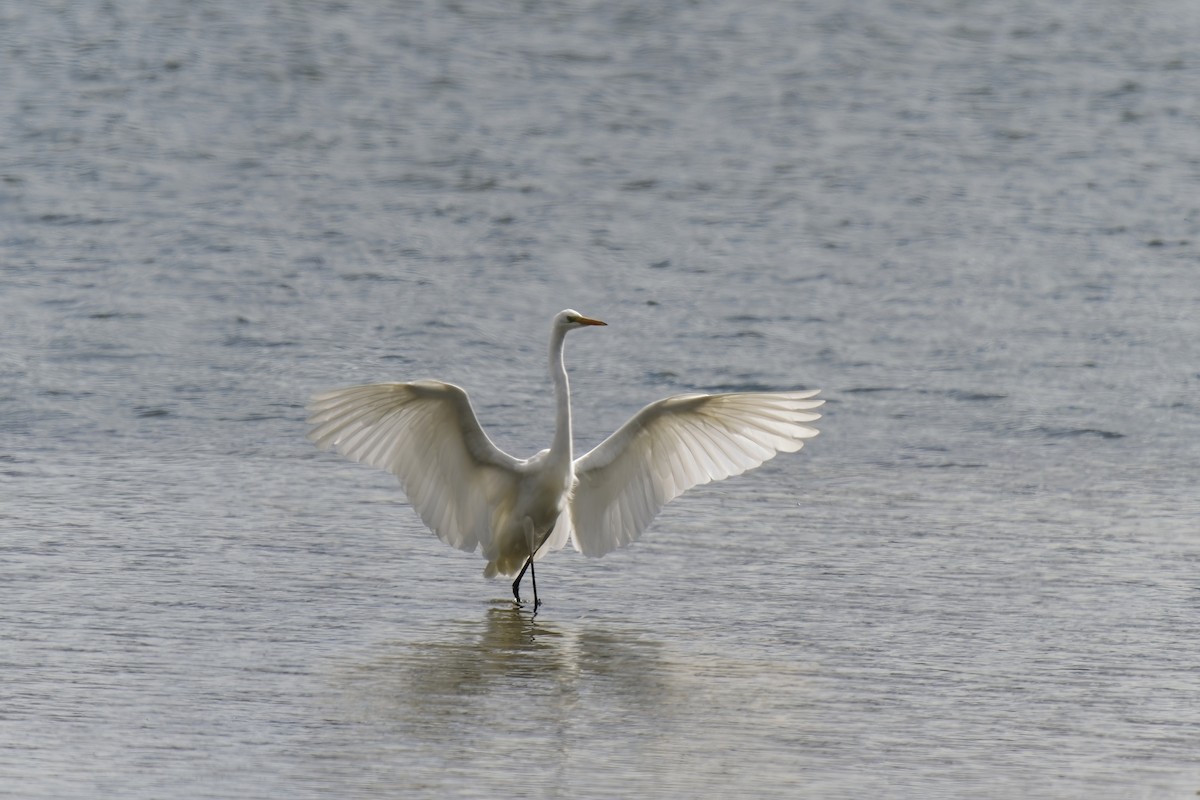 Great Egret - Holger Teichmann