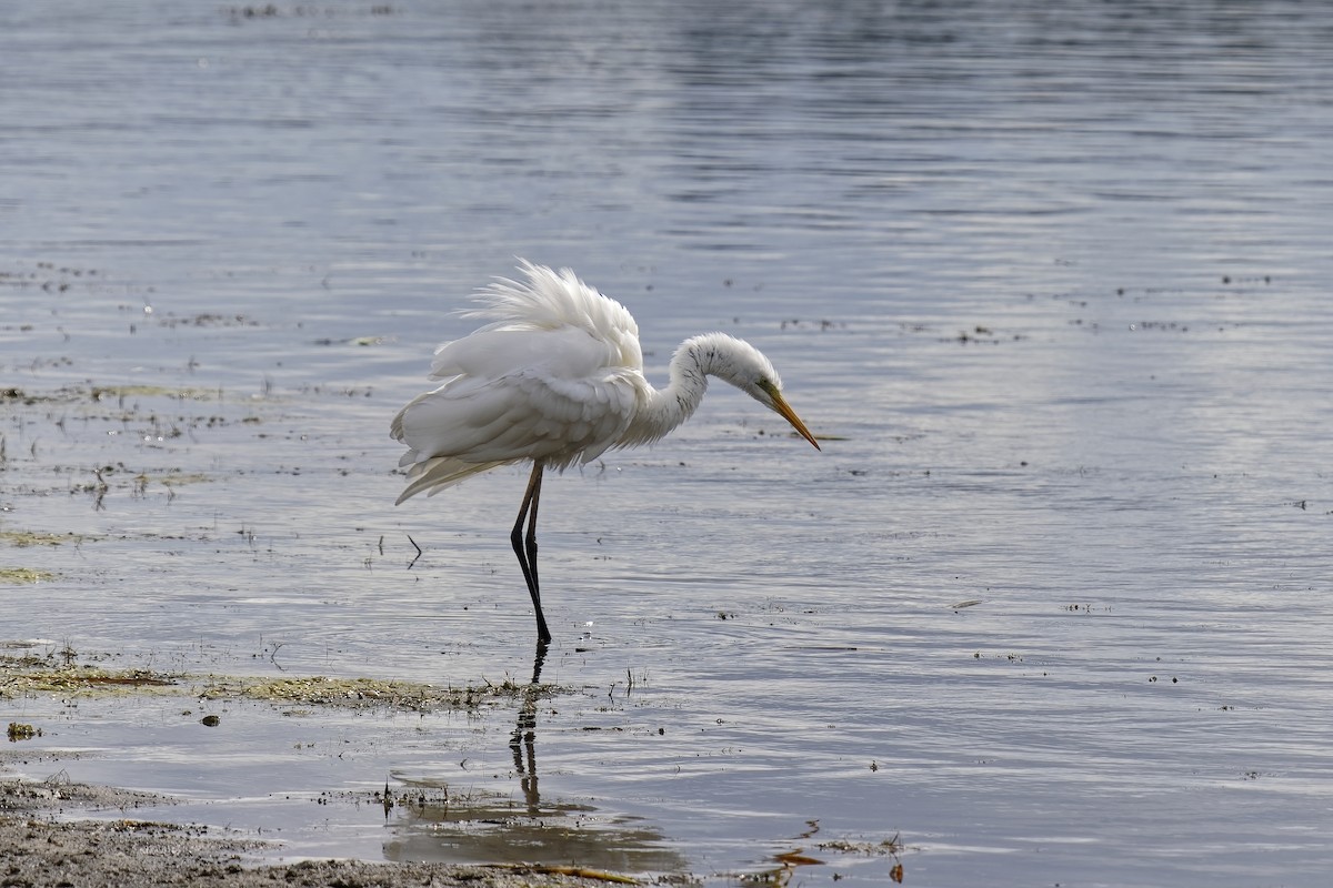 Great Egret - Holger Teichmann