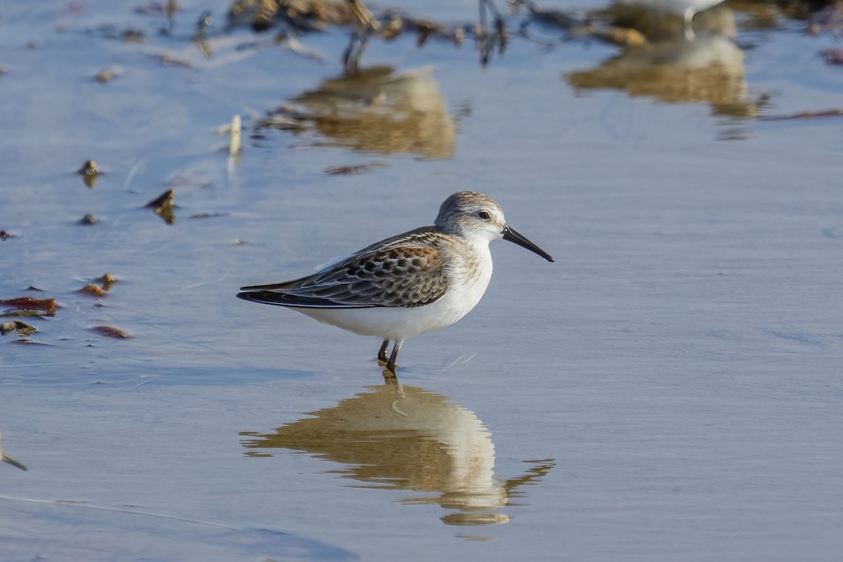 Bergstrandläufer - ML364137071