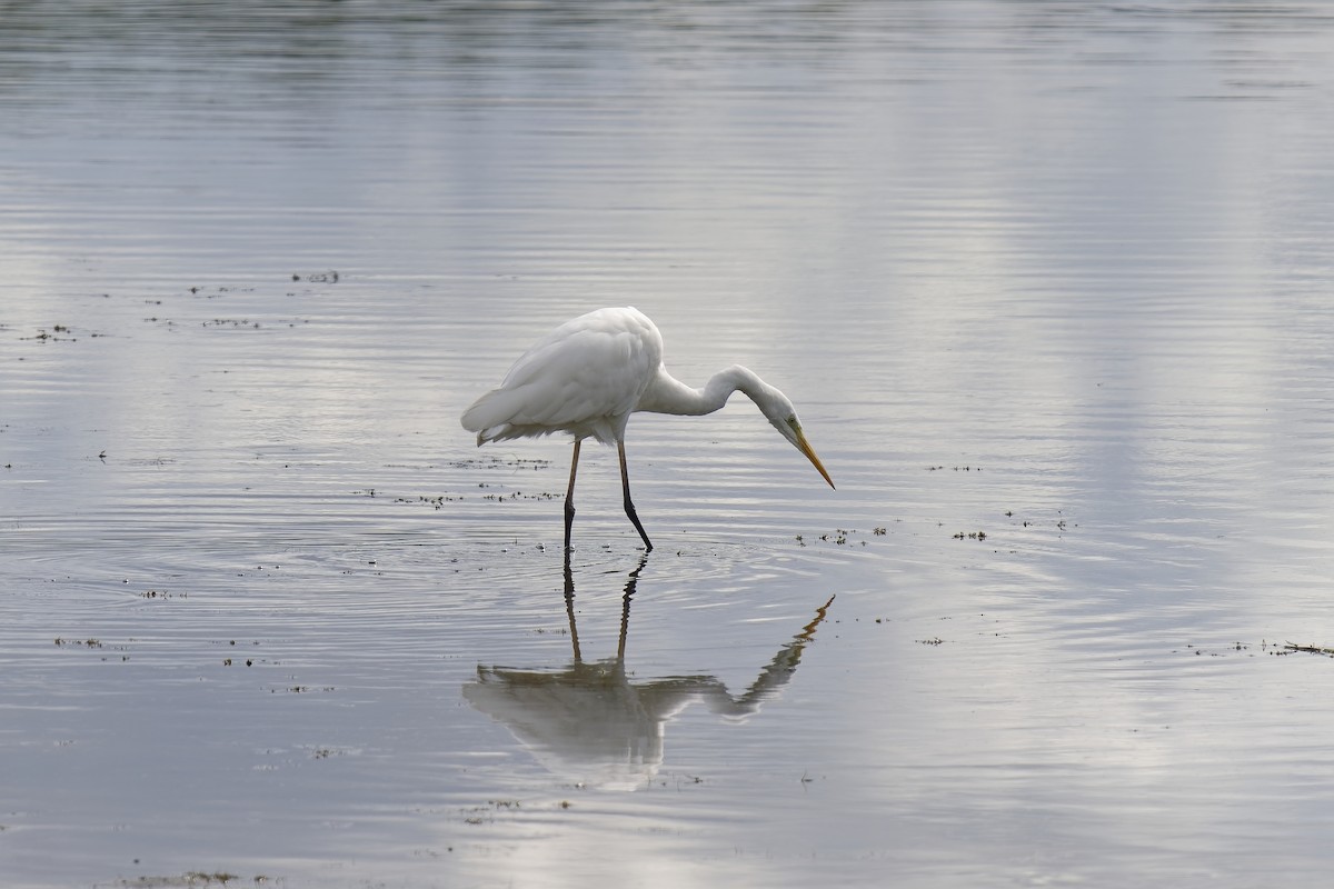 Great Egret - Holger Teichmann