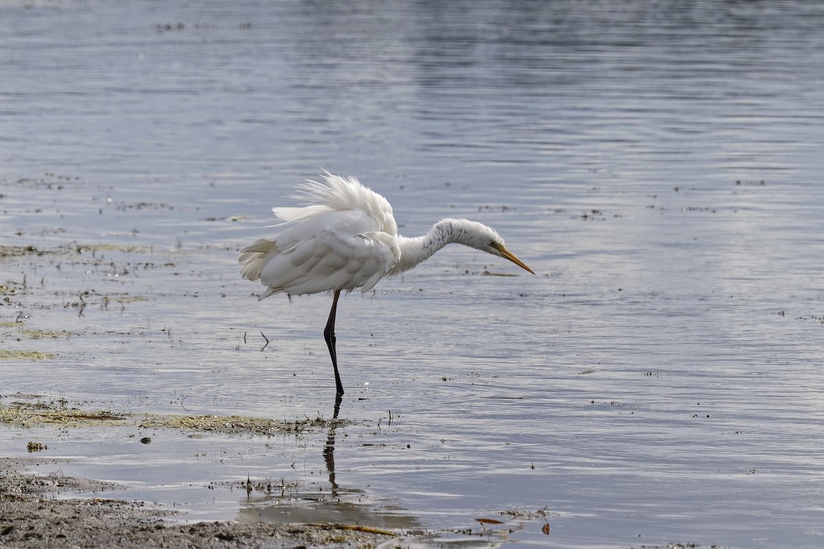 Great Egret - Holger Teichmann