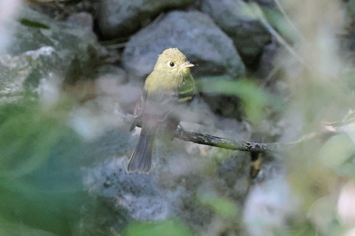 Western Flycatcher (Cordilleran) - Bob Walker