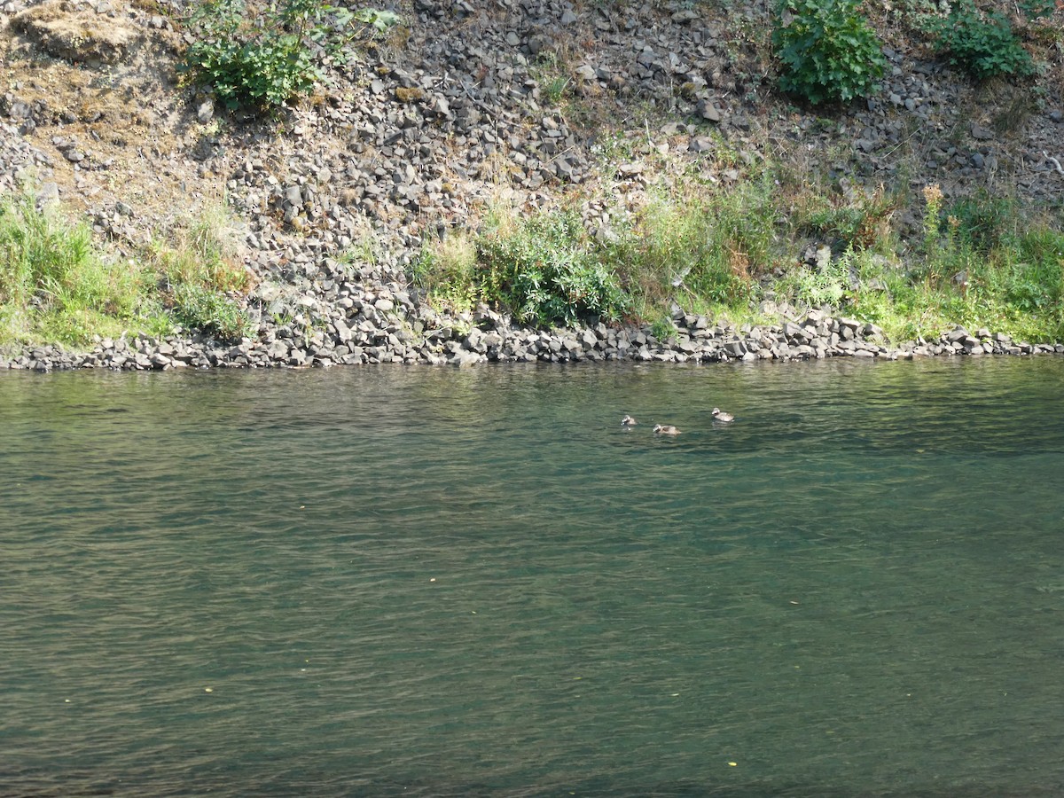 Harlequin Duck - ML364140271