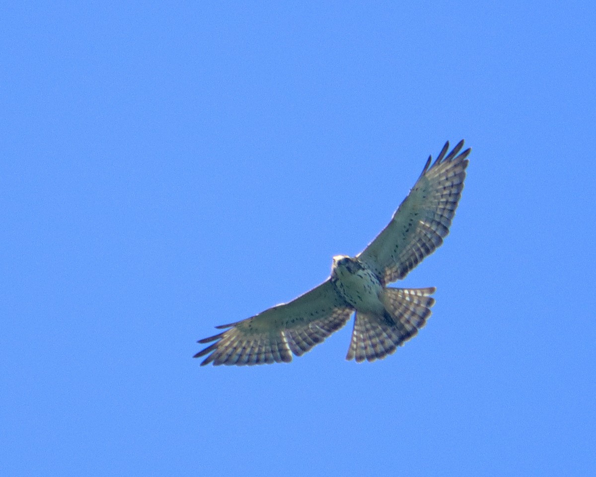 Broad-winged Hawk - ML364140911