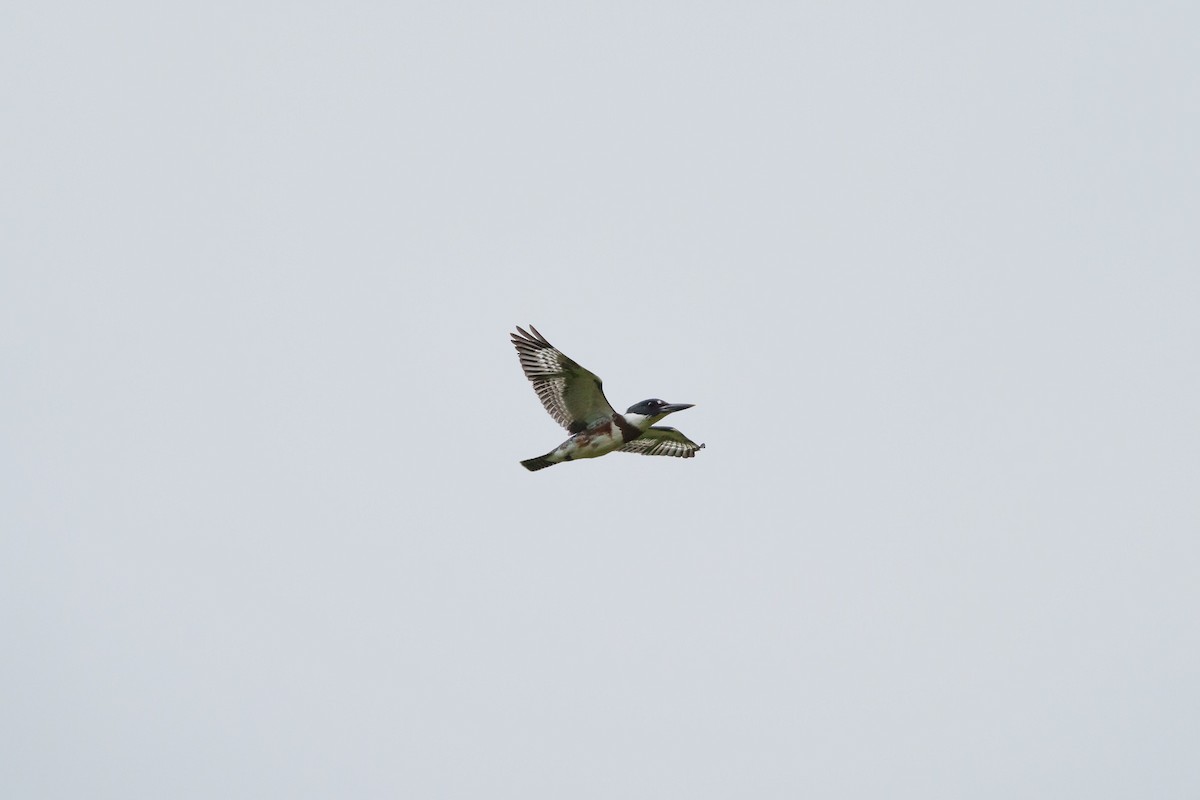 Belted Kingfisher - ML364141171