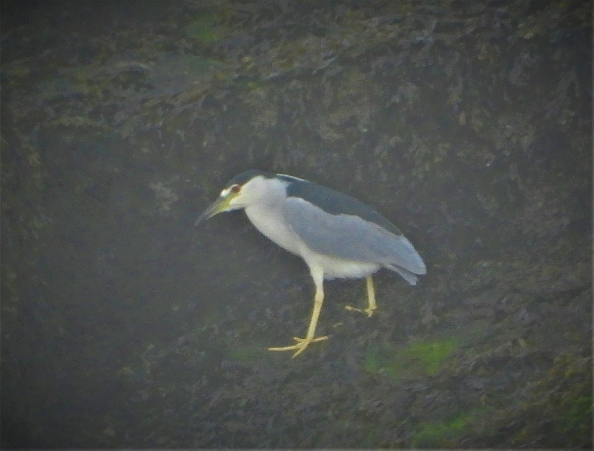 Black-crowned Night Heron - ML364141351