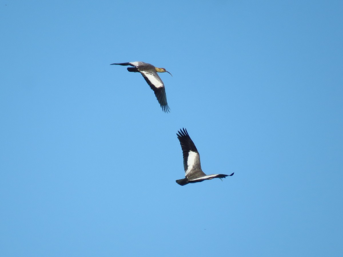 ibis běločelý - ML364141921